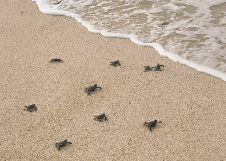 Alila Kothaifaru Maldives Baby Turtle 3