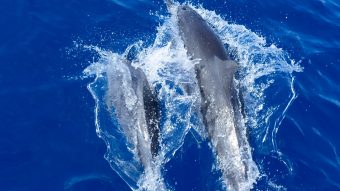 Canareef Dolphin Cruise 2