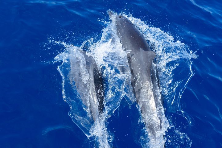 Canareef Dolphin Cruise 2