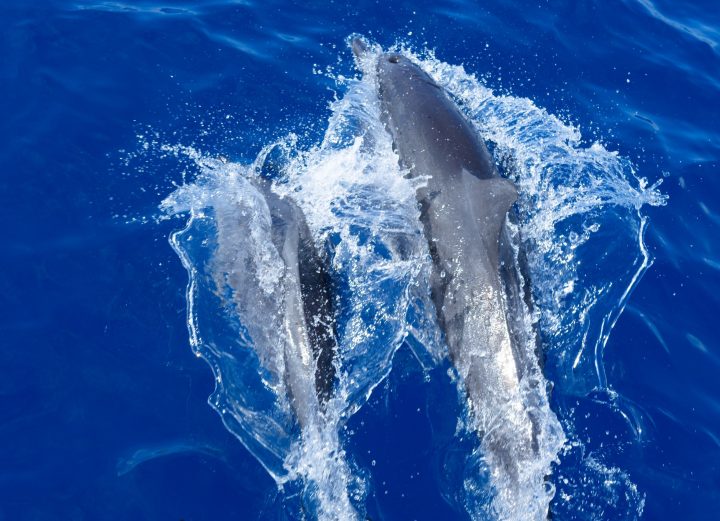 Canareef Dolphin Cruise 2