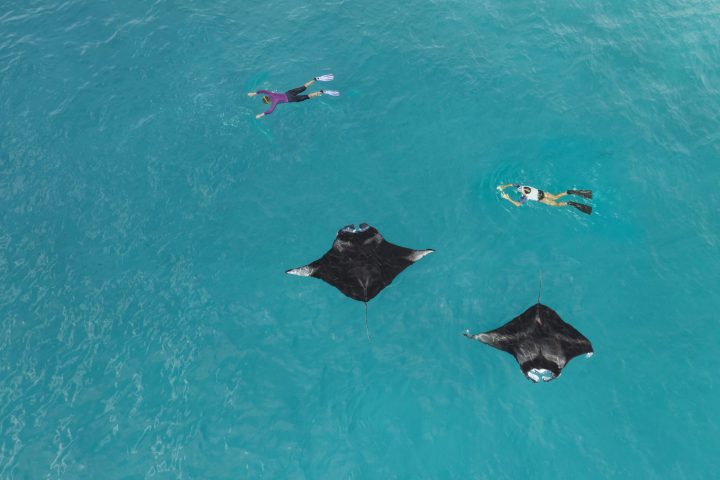 The Westin Maldives Miriandhoo Resort Seasonal Snorkeling With Mantas
