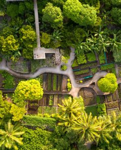 13856 Soneva Fushi Organic Gardens