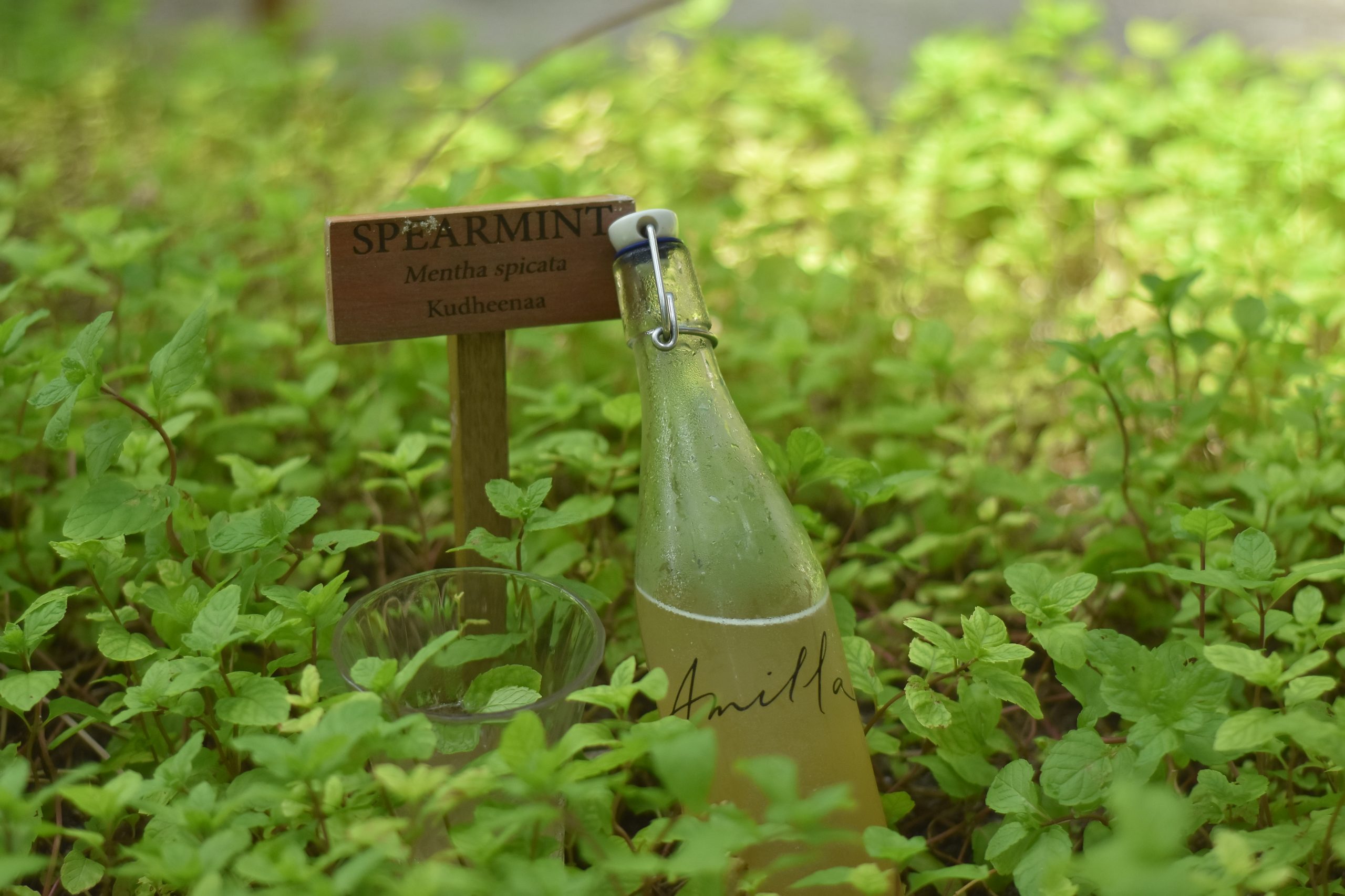 Sustainability recognised: Amilla Maldives attains EarthCheck Gold status