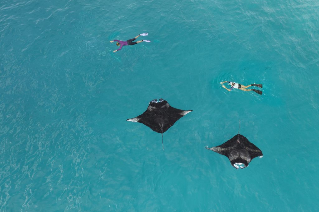 The Westin Maldives Miriandhoo Resort Manta Snorkeling