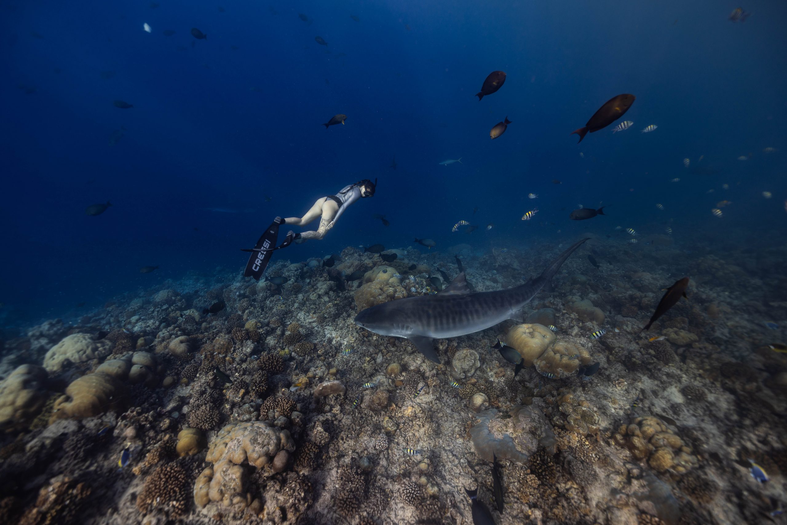Tiger sharks in Fuvahmulah