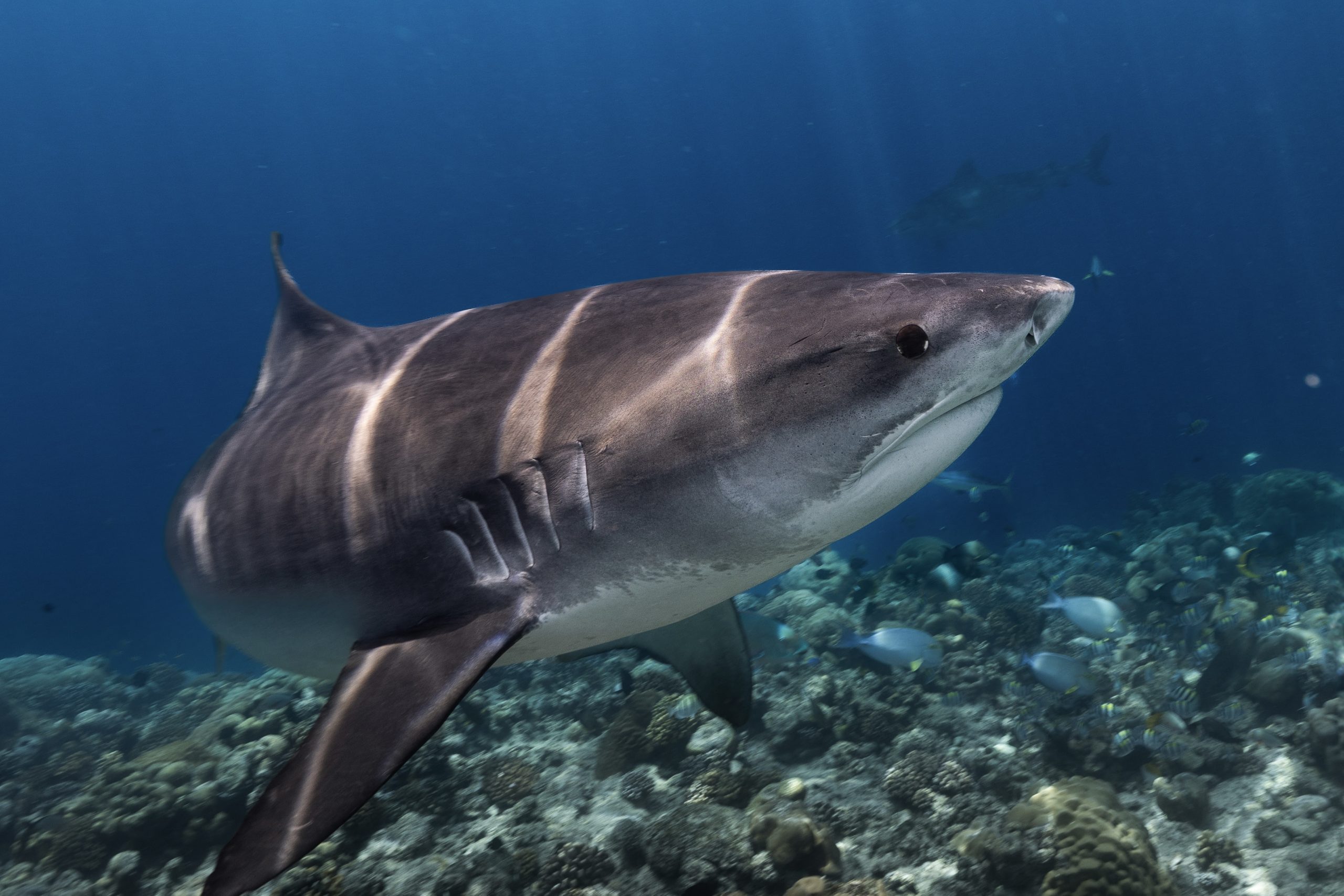 Tiger sharks in Fuvahmulah