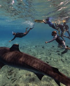 Tiger sharks in Fuvahmulah