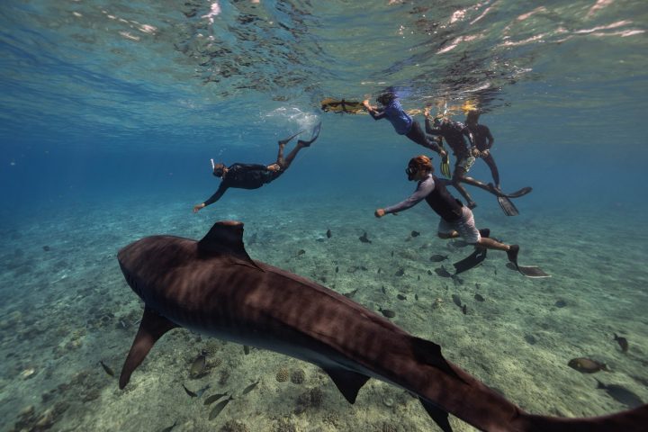 Tiger sharks in Fuvahmulah