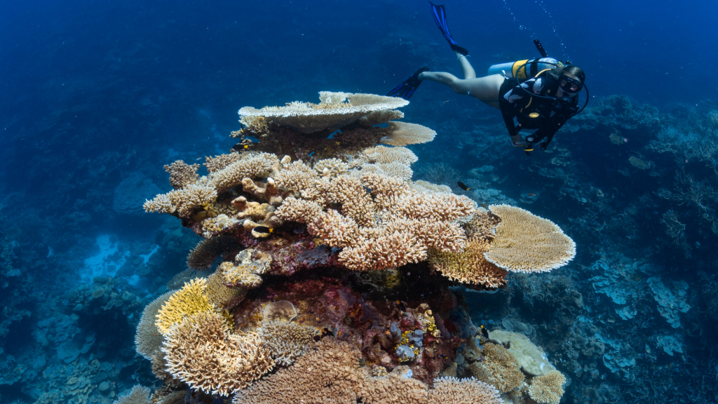 House Reef Park Hyatt Maldives