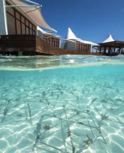W Maldives Sea Of Stars 9