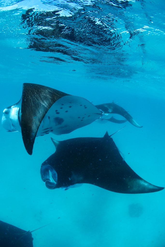 Alila Kothaifaru Maldives Mantas