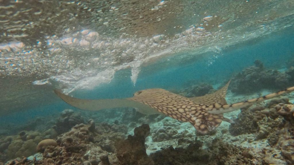 Alila Kothaifaru Maldives Ornate Eagle Ray