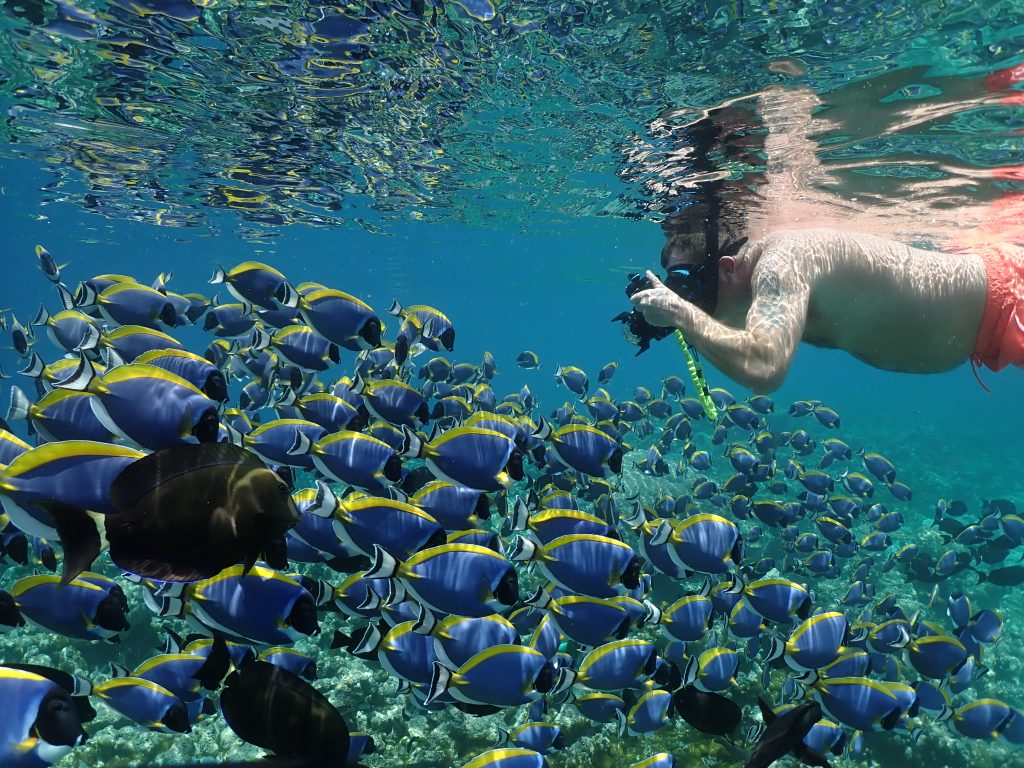 Alila Kothaifaru Maldives Snorkelers Surgeonfish2