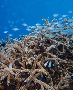 03 Reefscapers x St. Regis Maldives Underwater