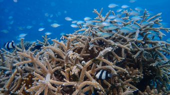 03 Reefscapers x St. Regis Maldives Underwater