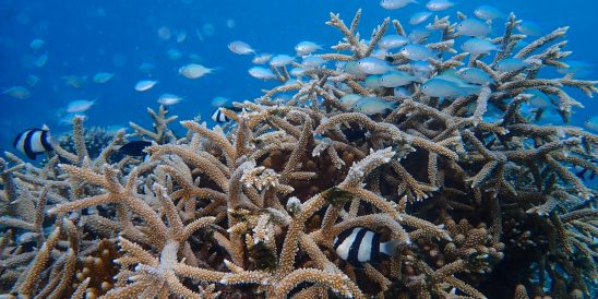 03 Reefscapers x St. Regis Maldives Underwater