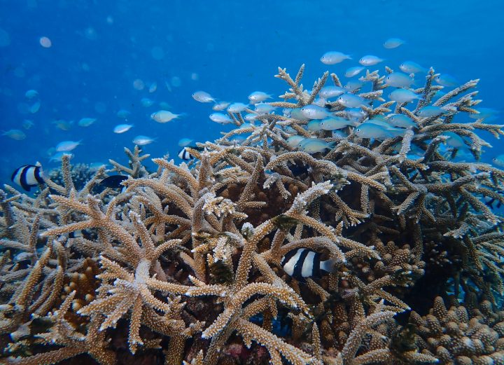 03 Reefscapers x St. Regis Maldives Underwater