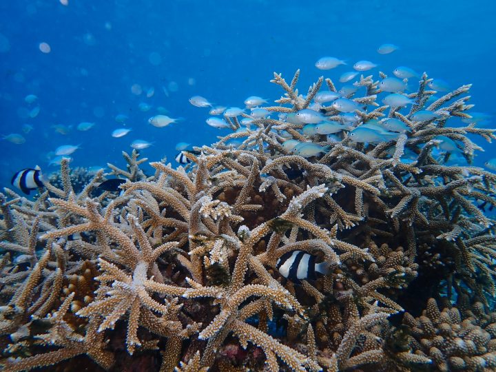 03 Reefscapers x St. Regis Maldives Underwater