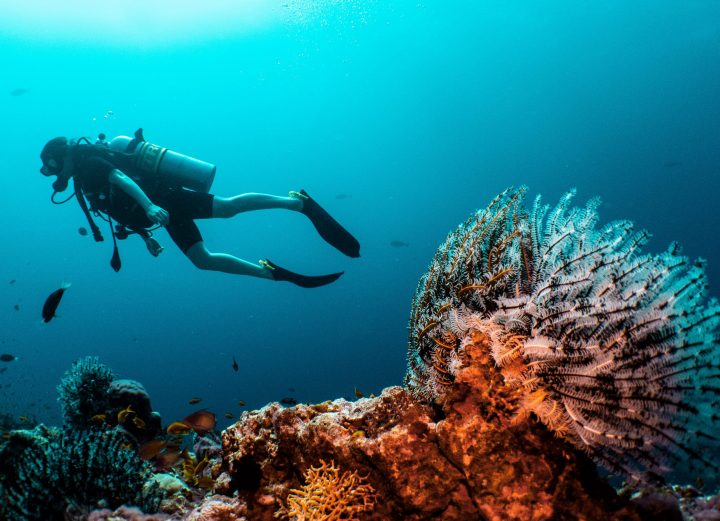 Divers Reef