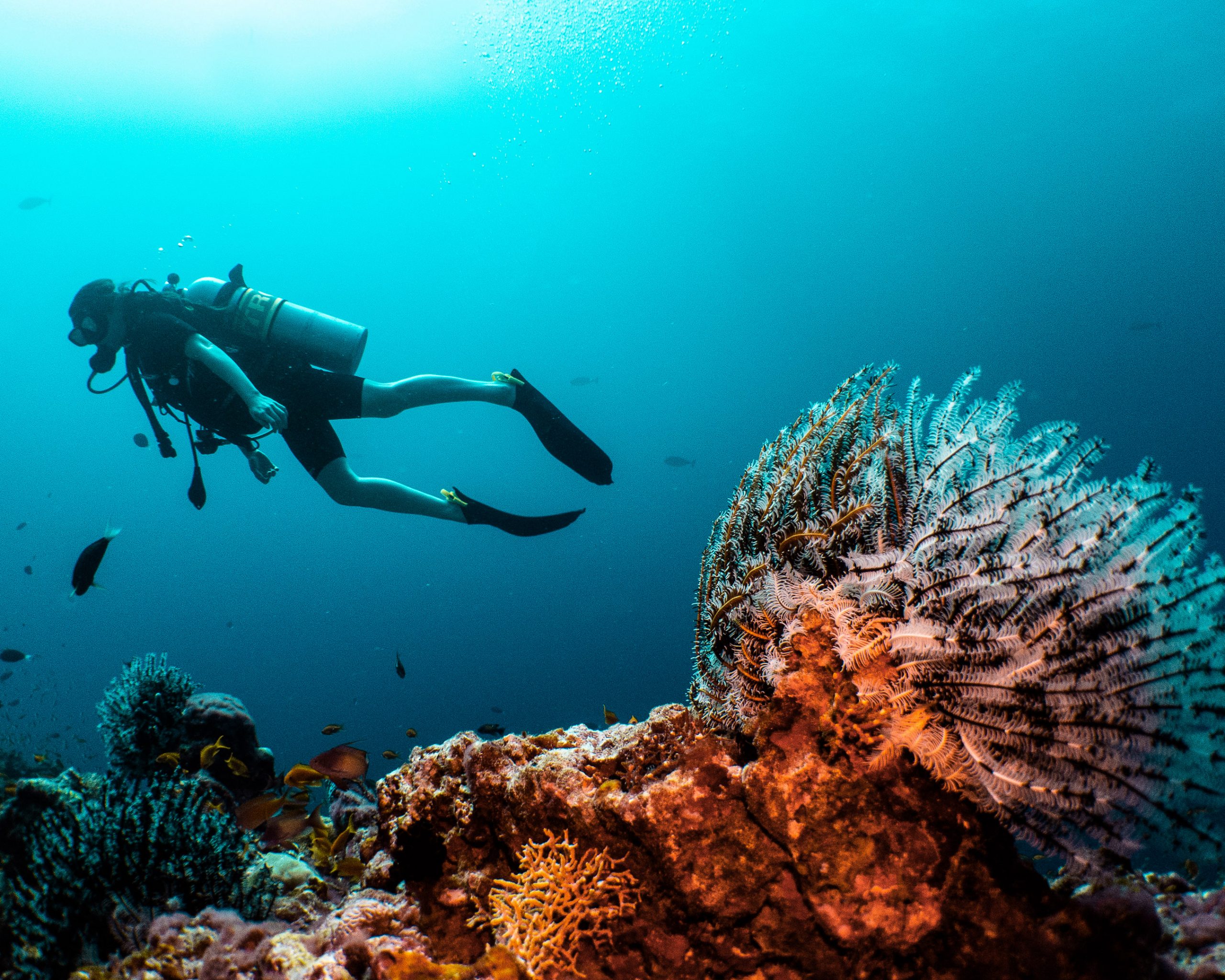 Ifuru Island Maldives unveils tailored diving programmes for all skill levels