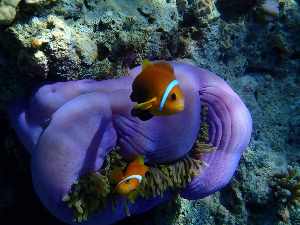 Eri Maldives Diving Large