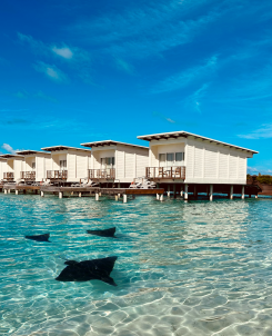 OWV with Manta in foreground