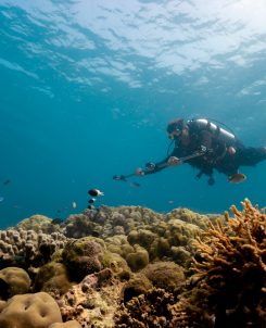 Six Senses Kanuhura Coral Census Taking Photogrammetry Images2