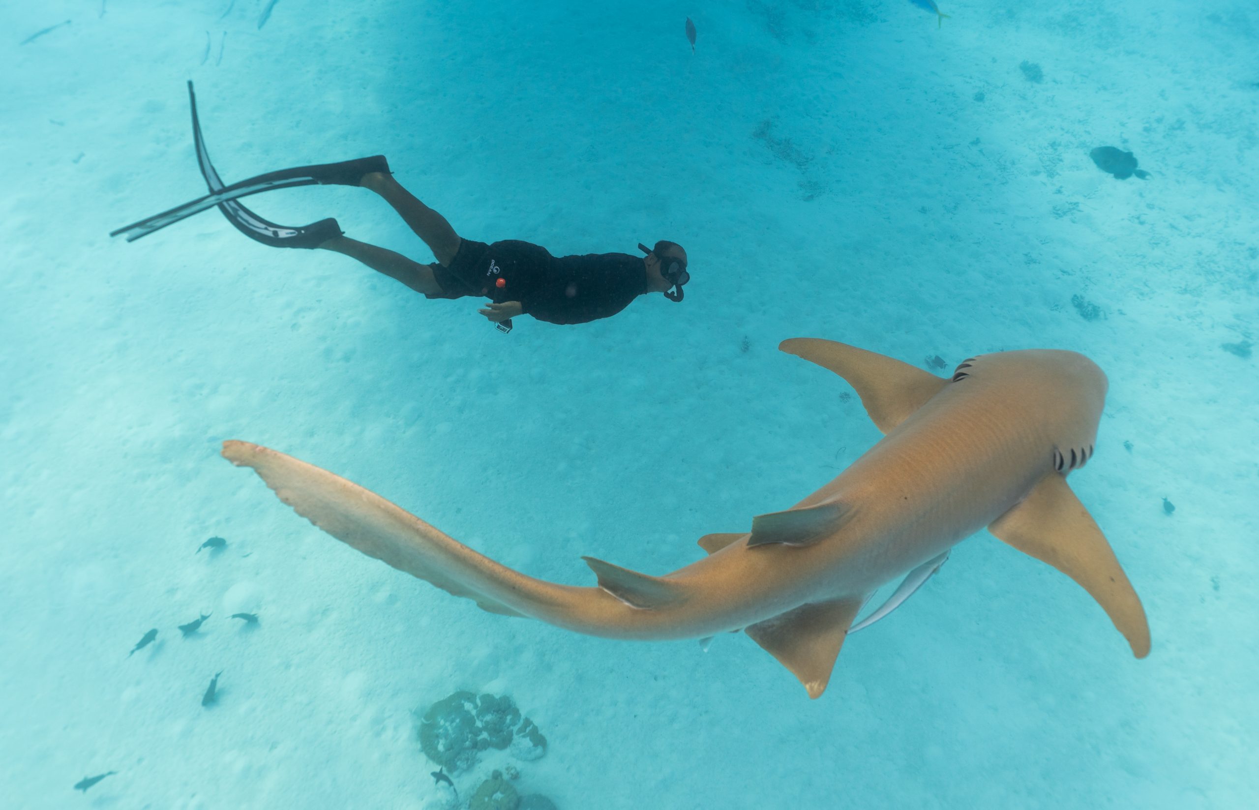 InterContinental Maldives adds Nurse Shark encounter to ocean experiences