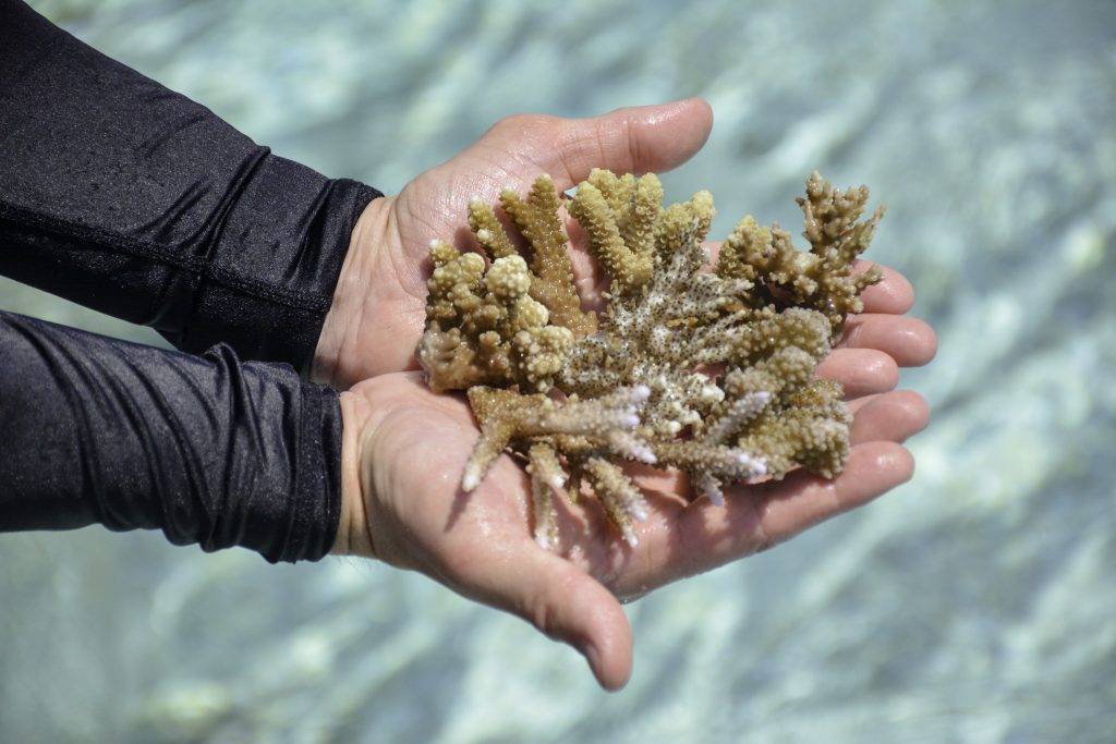 Sheraton Maldives Full Moon Resort & Spa Corals