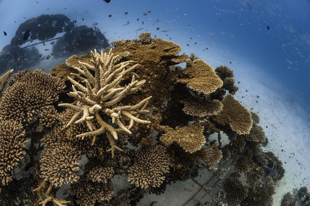 Sheraton Maldives Full Moon Resort & Spa Corals