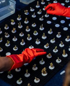 Coral Fragmentation (8)