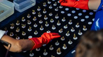 Coral Fragmentation (8)