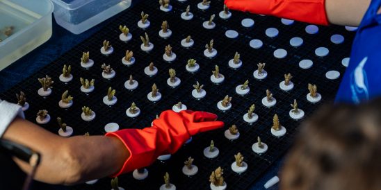 Coral Fragmentation (8)