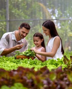 Le Meridien Maldives Resort and Spa Family at the Greenhouse