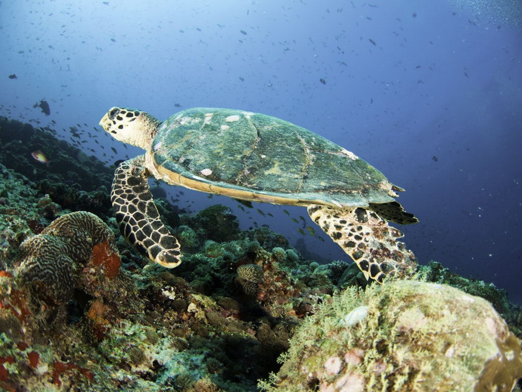 Centara Grand Island Resort & Spa Maldives Diving