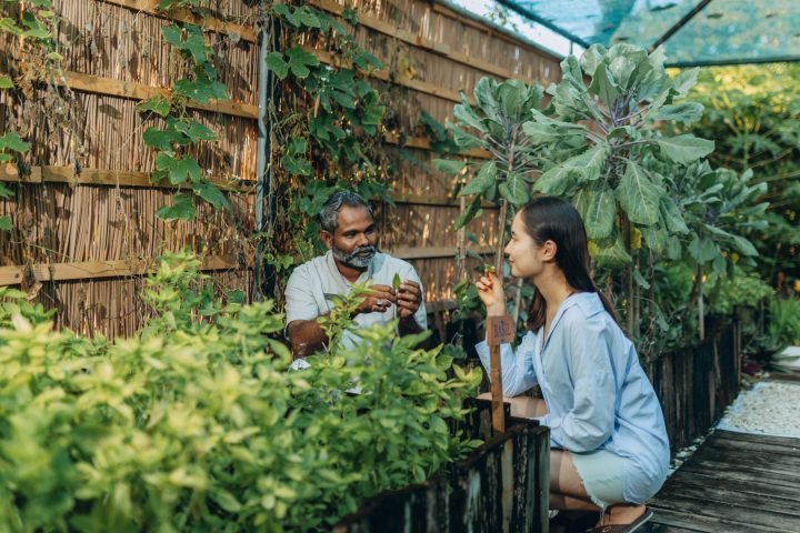 The Westin Maldives Miriandhoo Resort GT 2.0 Island Tour Chef Garden
