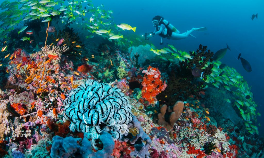 Batch Alila Kothaifaru Maldives Diving Site