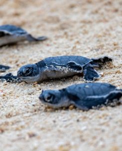 Baby,Turtles,Running,On,Sandy,Beach,Towards,Ocean