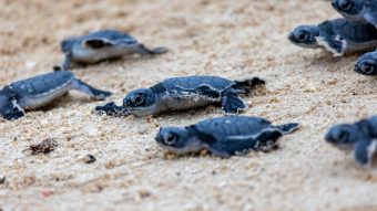 Baby,Turtles,Running,On,Sandy,Beach,Towards,Ocean