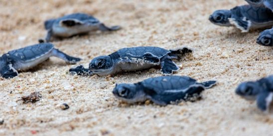 Baby,Turtles,Running,On,Sandy,Beach,Towards,Ocean