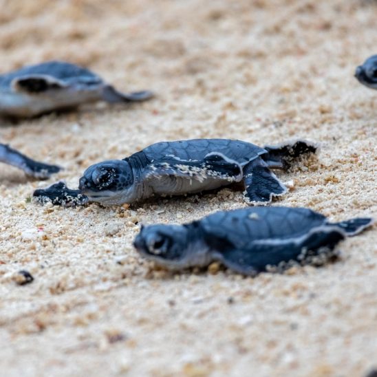 Baby,Turtles,Running,On,Sandy,Beach,Towards,Ocean