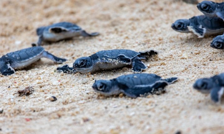 Baby,Turtles,Running,On,Sandy,Beach,Towards,Ocean