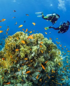 BELOW SURFACE TOBIAS FRIEDRICH 20250614 BELOW SURFACE TOBIAS FRIEDRICH 20250614 69A0541