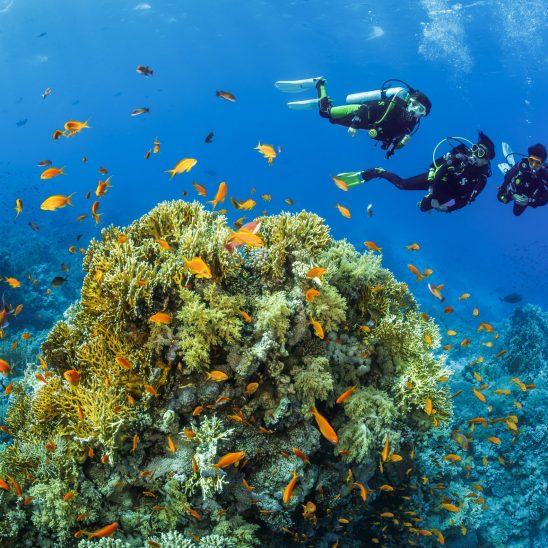 BELOW SURFACE TOBIAS FRIEDRICH 20250614 BELOW SURFACE TOBIAS FRIEDRICH 20250614 69A0541