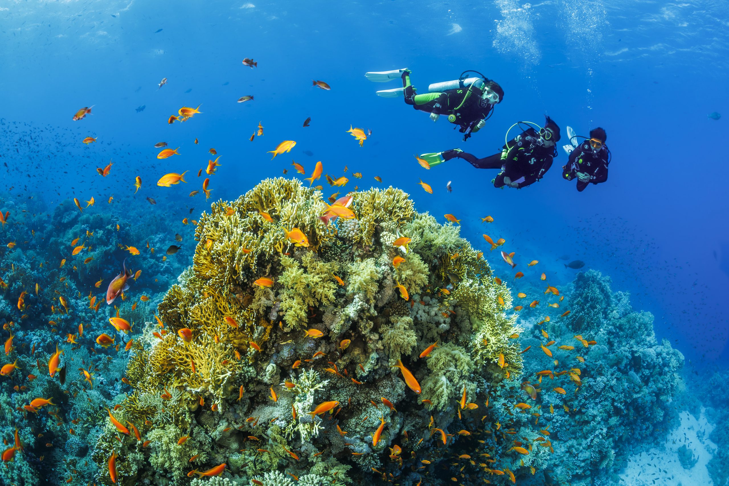 The Nautilus Maldives announces return of Ocean Discovery Week