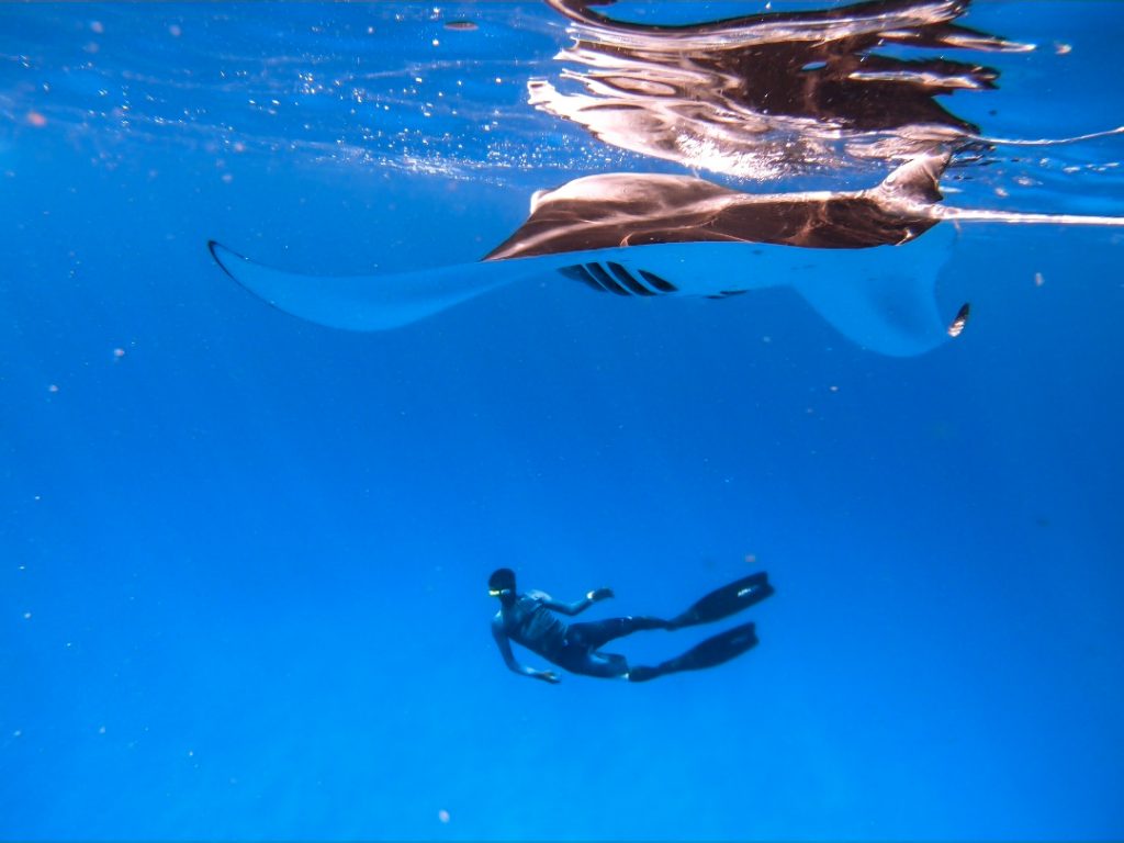 Marine Life and Diving