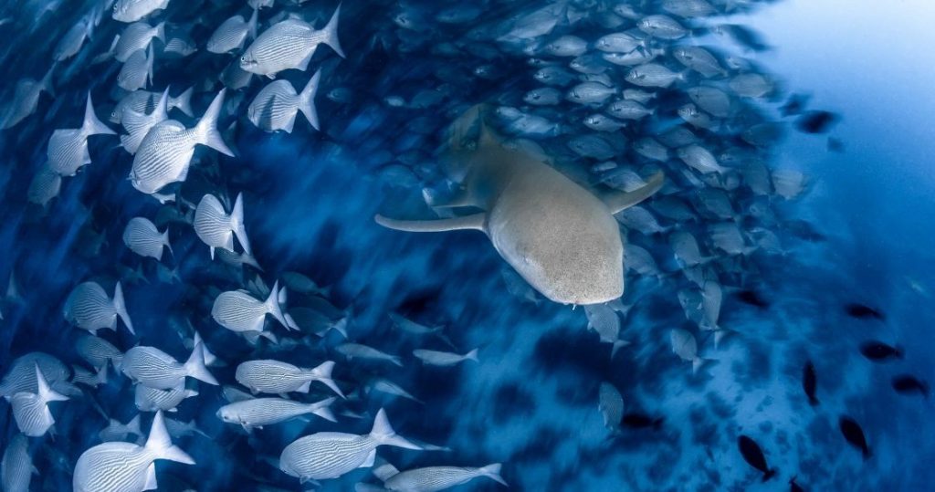 Nurse shark Experience