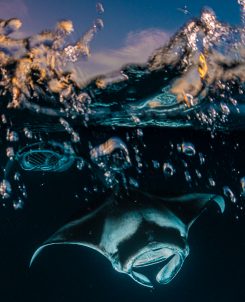 Reef manta ray during sunset snorkel at unnamed site.