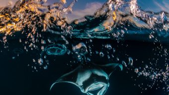 Reef manta ray during sunset snorkel at unnamed site.