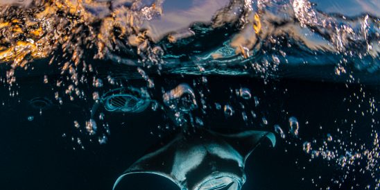 Reef manta ray during sunset snorkel at unnamed site.